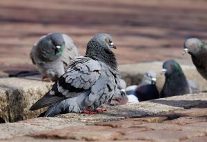 Las palomas un peligro